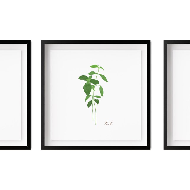 Basil Stem Illustration | Herbs Kitchen Wall Art Poster (Von Creator hochgeladen)