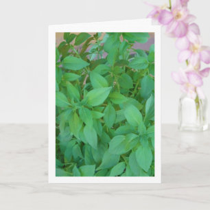 Basilikum-Kraut (Ocimum basilicum) Karte