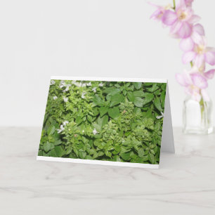 Basilikum (Ocimum basilicum) Karte