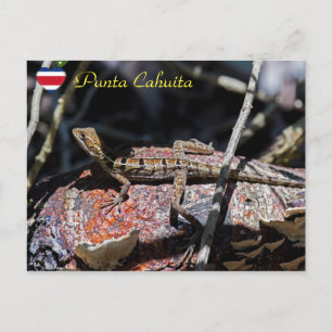 Basilisk Lizard, Punta Cahuita, Costa Rica Postkarte