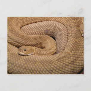 Basilisk Rattlesnake Postkarte