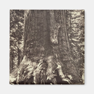 Basis des Graubär-Riesen, 'vom Yosemite-Buch Magnet
