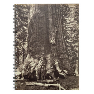 Basis des Graubär-Riesen, 'vom Yosemite-Buch Notizblock