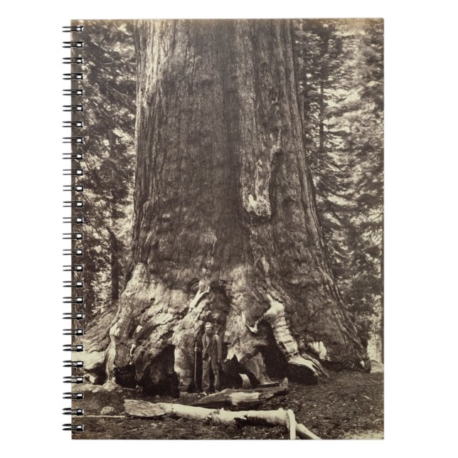 Basis des Graubär-Riesen, 'vom Yosemite-Buch Notizblock (Vorderseite)