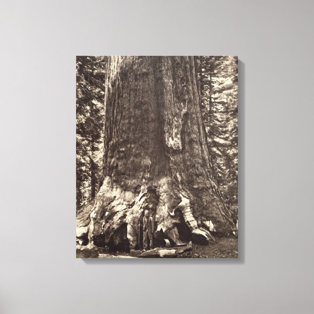 Basis des Grizzly-Riesen, aus dem Yosemite-Buch Leinwanddruck (Vorderseite)