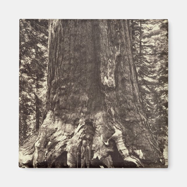 Basis des Grizzly-Riesen, aus dem Yosemite-Buch Magnet (Vorne)