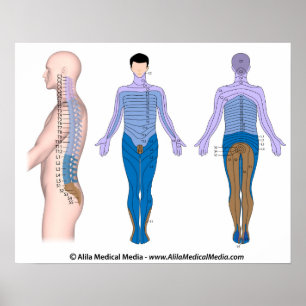 Basis für Rückenmarksverletzungen, medizinisches z Poster