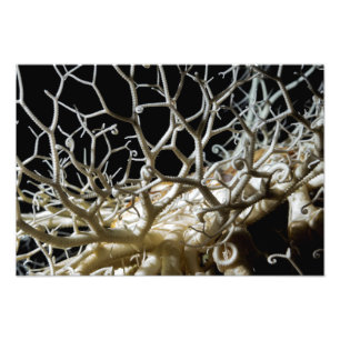 Basket Star (Gorgonocephalus eucnemis) Kunst, Kuns Fotodruck