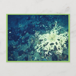 Basket Starfish Postkarte