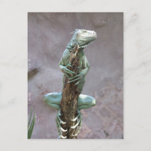 Basking Iguana Postcard Postkarte