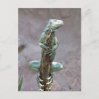 Basking Iguana Postcard Postkarte