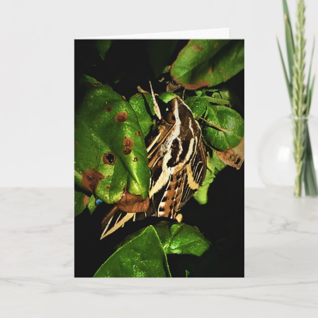 "Basking Moth" erhält Well Card Karte (Vorderseite)