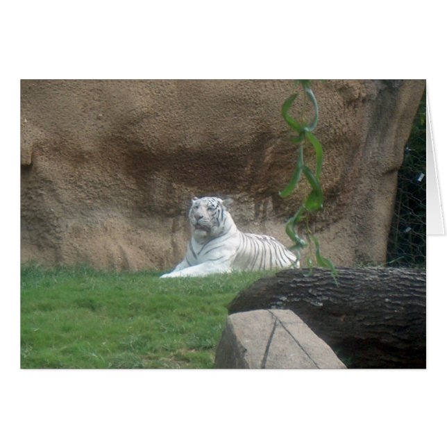 Basking White Tiger (Vorderseite (Horizontal))