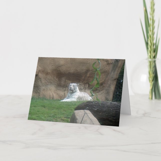 Basking White Tiger Karte (Vorderseite)