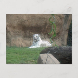Basking White Tiger Postkarte