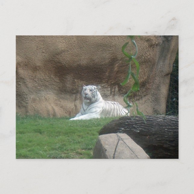 Basking White Tiger Postkarte (Vorderseite)