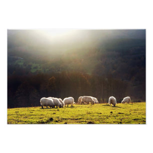 baskische Schafe Fotodruck