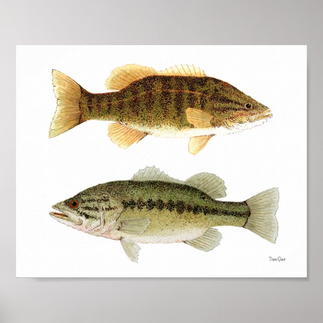 Bass - Smallmouth & Largemouth Bass Art Poster (Vorne)