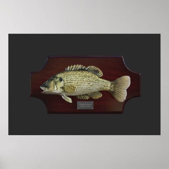 Bass Trophy Plaque Poster (Vorne)