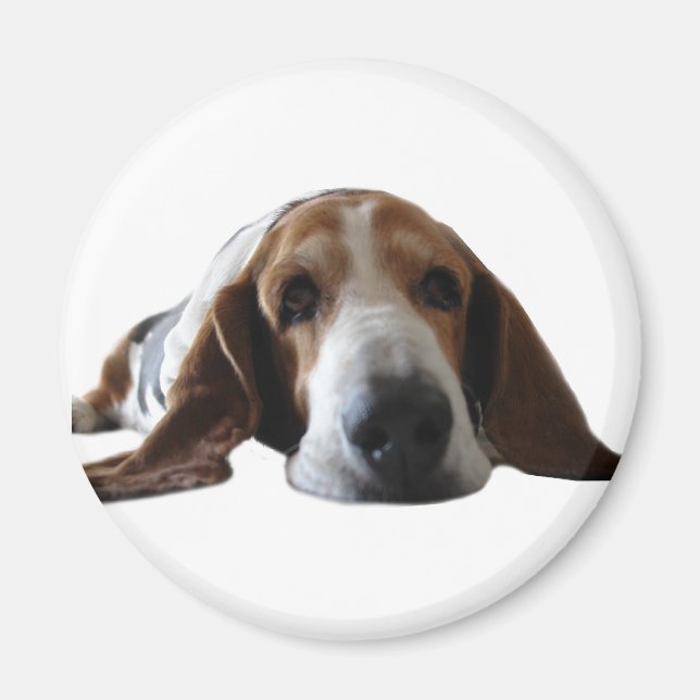 Basset Hop liegen Magnet (Vorne)