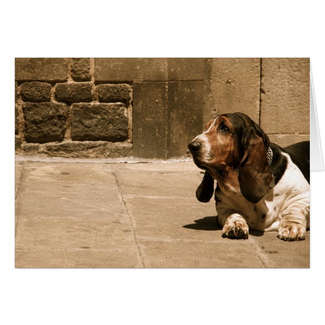 Basset Hound (Vorderseite (Horizontal))