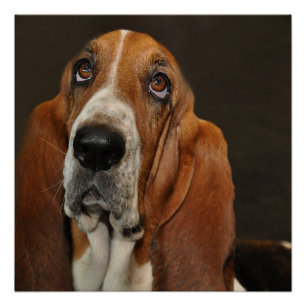 Basset Hound 2 Poster