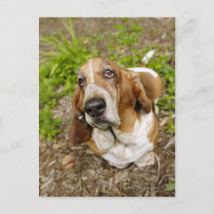 Basset Hound 2 Postkarte