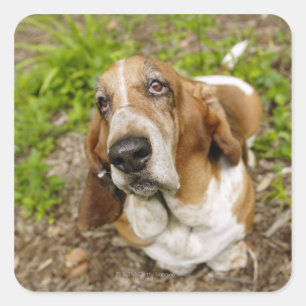 Basset Hound 2 Quadratischer Aufkleber