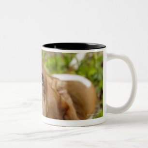 Basset Hound 2 Zweifarbige Tasse