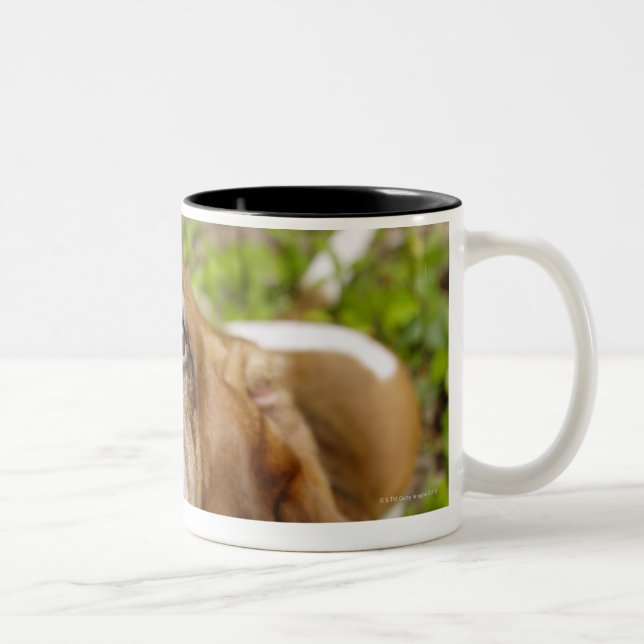 Basset Hound 2 Zweifarbige Tasse (Rechts)