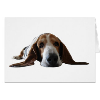 Basset Hound, das sich hinlegt