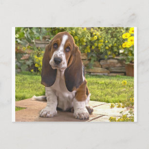 Basset Hound Dog Postkarte