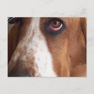 Basset Hound Dog Postkarte