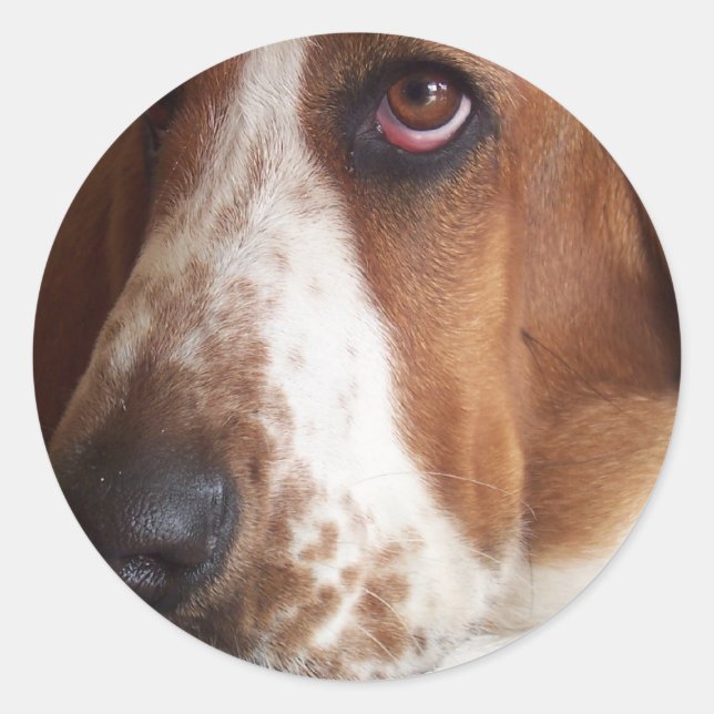 Basset Hound Dog Sticker (Vorderseite)