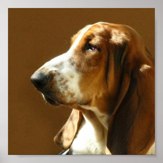 Basset Hound Foto drucken Poster