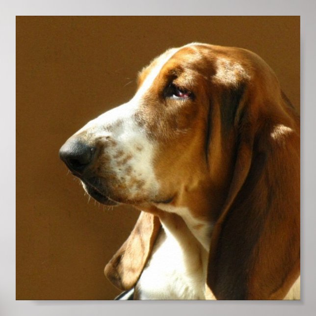 Basset Hound Foto drucken Poster (Vorne)