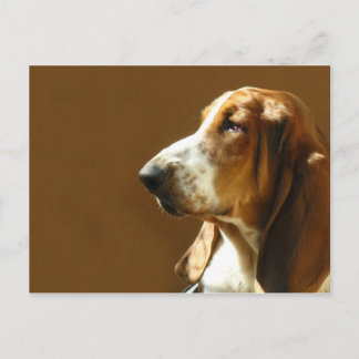 Basset Hound Foto Postkarte