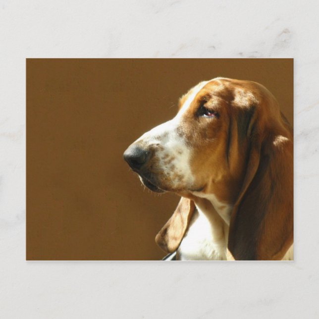 Basset Hound Foto Postkarte (Vorderseite)