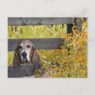 Basset Hound howdy Postkarte