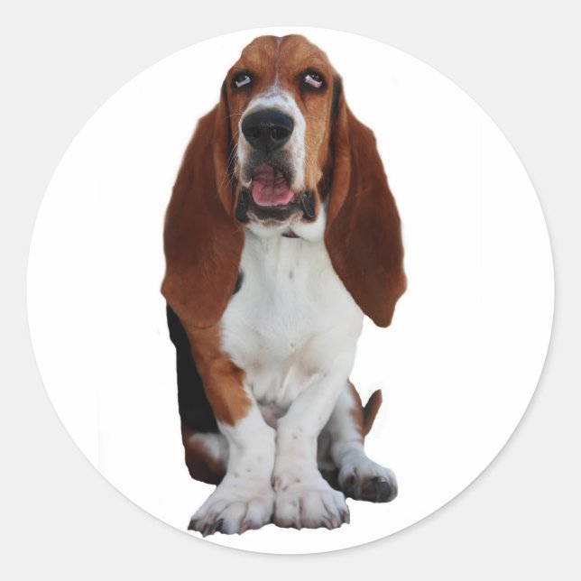 Basset Hound Picture Stickers (Vorderseite)
