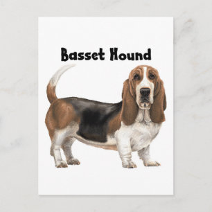 Basset Hound Postkarte