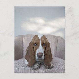 Basset Hound Postkarte