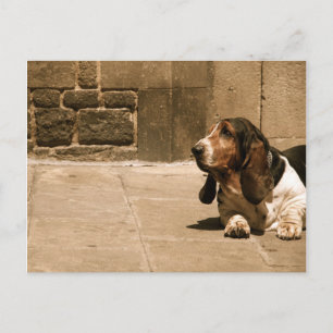Basset Hound Postkarte