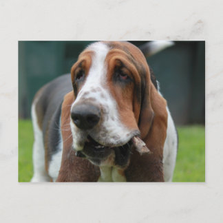 Basset Hound Postkarte