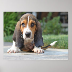 Basset Hound Puppy Poster