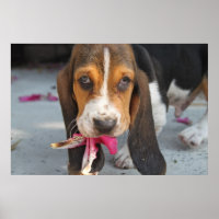 Basset Hound Puppy