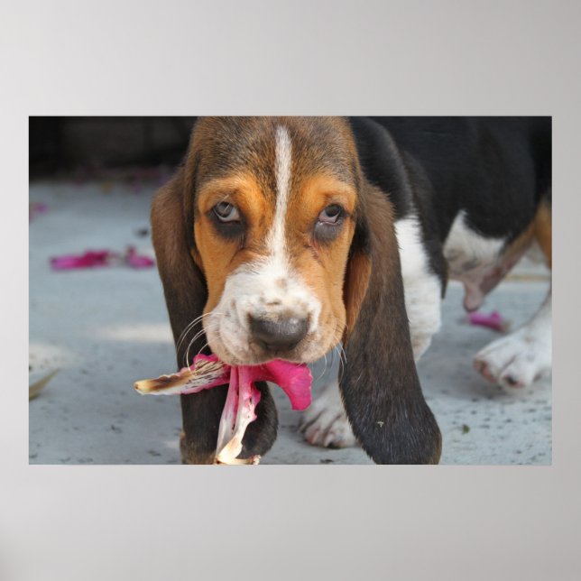 Basset Hound Puppy Poster (Vorne)