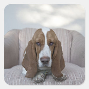 Basset Hound Quadratischer Aufkleber