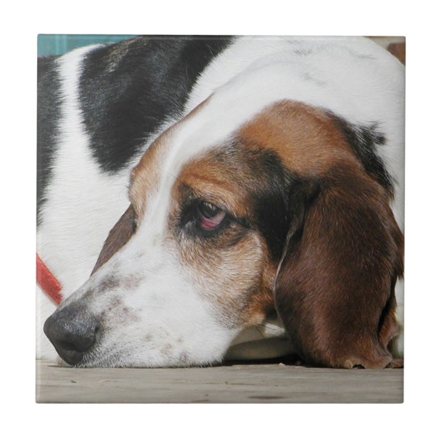 Basset Hound stellen Fliese gegenüber (Vorderseite)