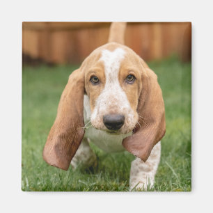 Basset Hound-Welpe beim Gehen Magnet